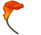 logo Kwiaciarnia "CALLA" Anita Piłat