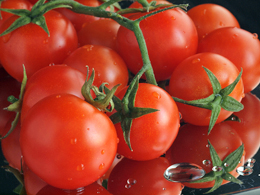 Zakład Ogrodniczy Przyborów Sp. z o.o. - produkcja pomidorów i ogórków pod osłonami, hodowla i produkcja nasion pomidorów i ogórków