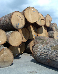 Zakład Produkcyjno-Handlowy WYROBÓW DRZEWNYCH - Drewno dębowe